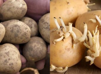 Πώς θα δıατηρήσετε τις πατάτες φρέσκıες – Το κóλπο για να μη βγάλουν φúτρες