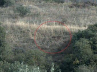 Αναστάτωση στη Θεσσαλονίκη: Λύκος τρόμαξε δεκάδες κόσμου – Έτρεχαν σε πανικό