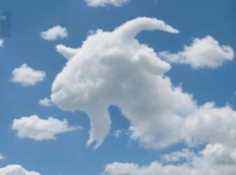 Είδες πρώτα μια χελώνα ή μια κατσίκα; – Τι αποκαλύπτει αυτό για το πώς λειτουργεί ο εγκέφαλός σου