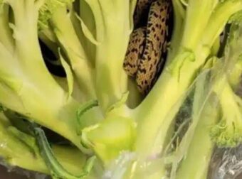 Αντιμέτωπος με μια σοκαριστική ανακάλυψη μέσα σε μια τσάντα με μπρόκολο από το ALDI