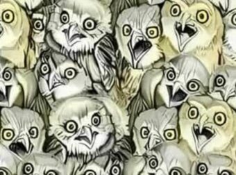 Μόνο άνθρωποι με πολύ καλή όραση μπορούν να βρουν τη γάτα