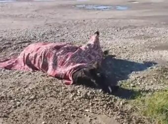 Οργή στο Αγρίνιο: Αβοήθητο από… χθες άλογο που τραυματίστηκε μετά από τροχαίο