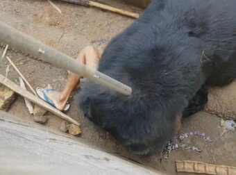 Άνδρας ξέφυγε από αρκούδα που τον «έτpωγε ζωντανó»