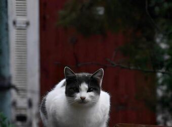 Ινδονησία: Τέλος στο κρέας σκύλου και γάτας – Ιστορική απαγόρευση στην Τζακάρτα