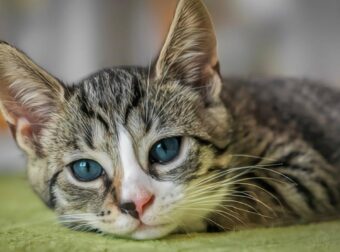 Φρίκη στη Θεσσαλονίκη: Ζευγάρι εξέτρεφε γάτες τις οποίες προόριζε για φαγητό