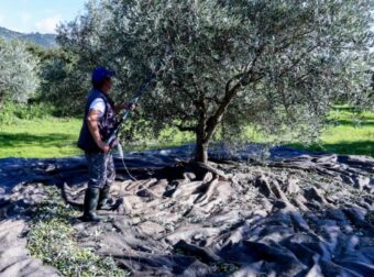 «Βόμβα» για όσους έχουν ελιές στην Ελλάδα, ακόμη και αν δεν τις μαζεύουν ή δεν βγάζουν λάδι – Πρέπει να κάνουν 1 πράγμα αλλιώς πληρώνουν