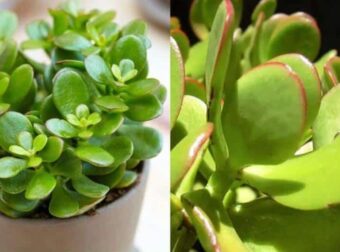 Τραβάει χρńμα & πλούτο σαν μαγνήτης: Το φuτό που θα αλλάξει την τύχη σου με το που θα το βάλεις σπίτι σου