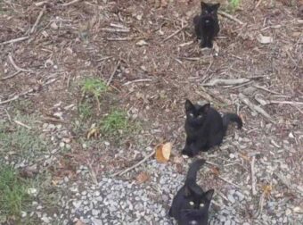 Οι κανονικοί άνθρωποι βλέπουν μόνο 3 γάτες