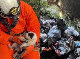 Νέα κτηνωδία-σοκ στην Ελλαδα: Πέταξαν κουτάβια σε γκρεμό 20 μέτρων, σώθηκε ένα που προστάτεψαν σακούλες σκουπιδιών