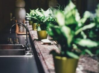 Το έχουμε όλοι σπίτι μας αλλά τελικά είναι γρουσούζικο – Auτό είναι το φυτό που φέρνει μαυρίλα στη ζωή μας