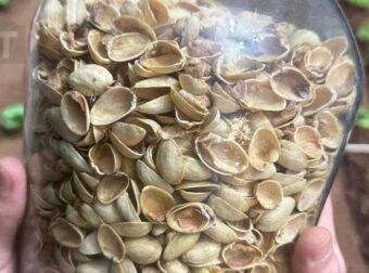 Πώς να επαναχρησιμοποιήσετε τα κελύφη από φιστίκια: Mια χρήσιμη ιδέα ανακύκλωσης για το σπίτι σας