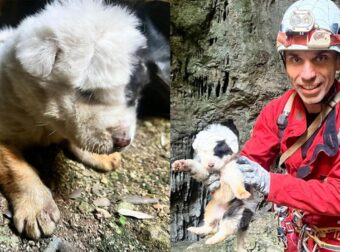 Πήλιο: Πέθανε και το τελευταίο κουτάβι που είχε διασωθεί μετά την ρίψη σε γκρεμό