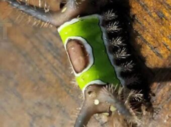 Είδα κάτι περίεργο στο πάτωμα στο σπίτι και ήθελα να το αγγίξω, αλλά ξαφνικά άρχισε να κινείται, φρίκαρα όταν κατάλαβα ότι ήταν…