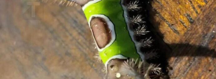 Είδα κάτι περίεργο στο πάτωμα στο σπίτι και ήθελα να το αγγίξω, αλλά ξαφνικά άρχισε να κινείται, φρίκαρα όταν κατάλαβα ότι ήταν…