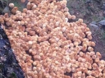 Καθώς περπατούσα στο δάσος, παρατήρησα μερικές περίεργες κίτρινες μπάλες που έμοιαζαν με μανιτάρια.