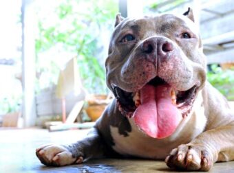 Ο μύθος του δολοφόνου Πίτμπουλ: Αυτή είναι η αλήθεια για την πιο παρεξηγημένη ράτσα σκύλων