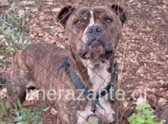 Ζάκυνθος: Συγκλονίζει ο πατέρας του 2χρονου που κατασπαράχθηκε από πίτμπουλ – «Μου χαμογέλασε και…»