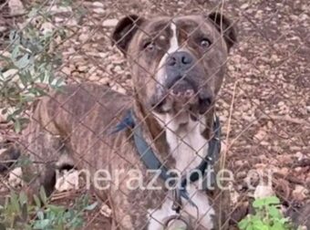Αυτός είναι ο σκύλος που κατασπάραξε τον 2χρονο σήμερα στη Ζάκυνθο – Μαθεύτηκε όλη η αλήθεια – Ξέσπασε ο πατέρας