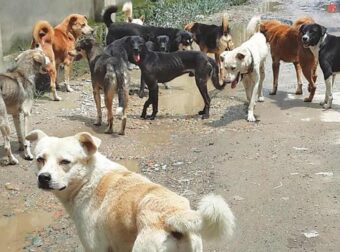 Τι πρέπει να κάνετε σε περίπτωση που σας επιτεθεί ένας αδέσποτος σκύλος
