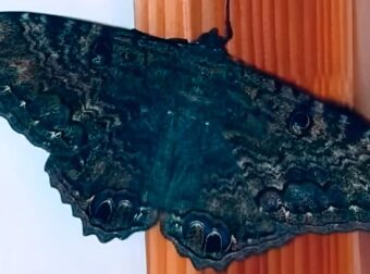 Το νόημα σύμφωνα με τις παραδόσεις για τις μαύρες πεταλούδες