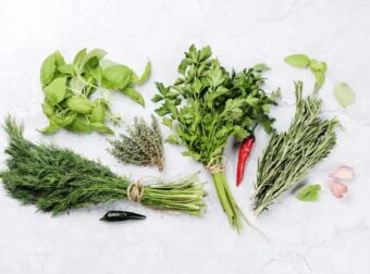 Το δημοφιλές στην ελληνική κουζίνα βότανο, που έχει ισχυρές αντικαρκινικές ιδιότητες – Μελέτες των τελευταίων 10 ετών