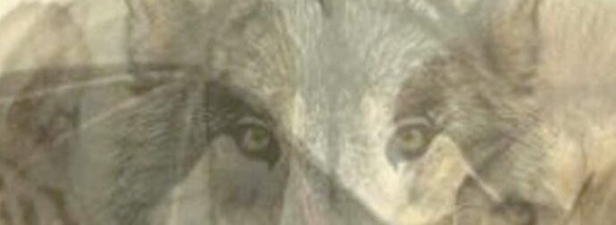 Το πρώτο ζώο που βλέπετε σε αυτή την εικόνα θα αποκαλύψει ποιοι είστε πραγματικά