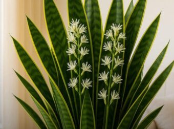 «Η γλώσσα της πεθεράς»: Tο ακριβές σημείο που της επιτρέπει να ευδοκιμεί και να διαρκεί για χρόνια