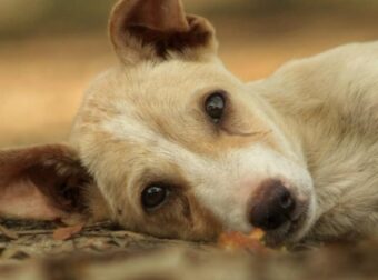 Σοκ στο Ηράκλειο: Με «παπάκι» πάτησε γυναίκα, σκότωσε τον σκύλο της και εξαφανίστηκε