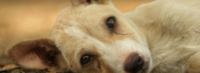 Σοκ στο Ηράκλειο: Με «παπάκι» πάτησε γυναίκα, σκότωσε τον σκύλο της και εξαφανίστηκε