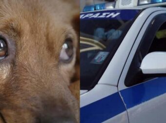 Θεσσαλονίκη: 90χρονος ακινητοποίησε σκύλο με χαρτοταινία