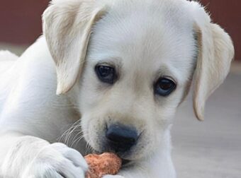 Πάτρα: 89χρονη σκότωσε κουτάβια – Ενεπλάκη σε επεισόδιο με 25χρονο