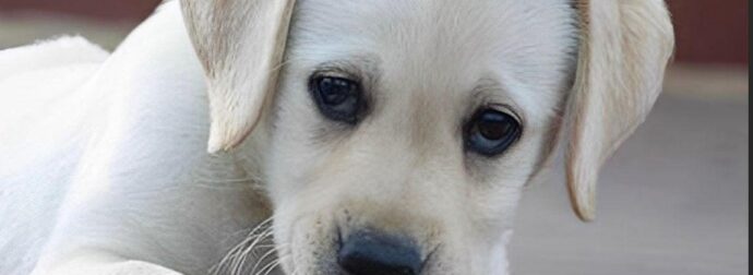 Πάτρα: 89χρονη σκότωσε κουτάβια – Ενεπλάκη σε επεισόδιο με 25χρονο