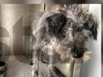 Αυτός είναι ο σκύλος που έθαψε ο 90χρονος ζωντανό στη Θεσσαλονίκη – Ο λόγος που το έκανε