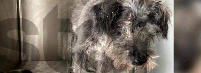 Αυτός είναι ο σκύλος που έθαψε ο 90χρονος ζωντανό στη Θεσσαλονίκη – Ο λόγος που το έκανε