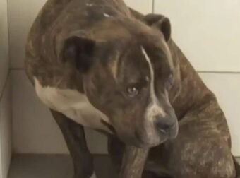 Ζάκυνθος: Πάνω από 30 άνθρωποι θέλουν να υιοθετήσουν το πίτμπουλ που σκότωσε το δίχρονο παιδί