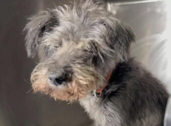 Συγκλονίζει ο αστυνομικός που έσωσε τον θαμμένο σκύλο στη Θεσσαλονίκη – «Τον άκουσα να κλαίει από κάτω»