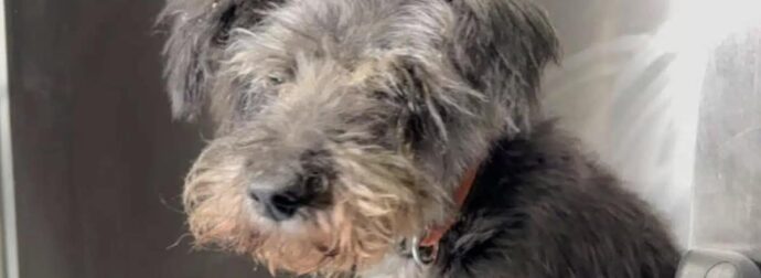 Συγκλονίζει ο αστυνομικός που έσωσε τον θαμμένο σκύλο στη Θεσσαλονίκη – «Τον άκουσα να κλαίει από κάτω»