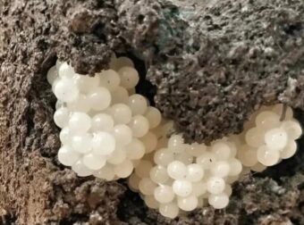 Βρήκα κάτι παράξενο στην αυλή – άσπρες, στρογγυλές μπίλιες.