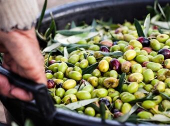 Τραγωδία στην Ηλεία: Οι συγγενείς του βρίσκονται σε σοκ, μετά από όσα είδαν με τα μάτια τους – Πήγε να μαζέψει ελιές και κατέρρευσε