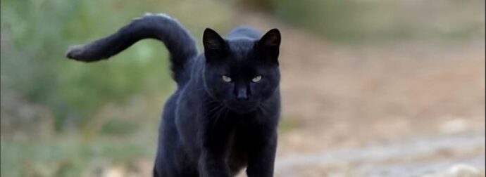 Τι σημαίνει να συναντήσεις μια μαύρη γάτα;