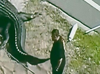 Τρομακτικά πλάνα – Αλιγάτορας μόλις έχει κατασπαράξει 41χρονη μητέρα