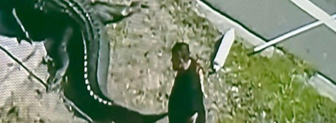 Τρομακτικά πλάνα – Αλιγάτορας μόλις έχει κατασπαράξει 41χρονη μητέρα