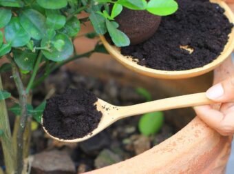 14 εκπληκτικές χρήσεις του καφέ εκτός από το ρόφημα