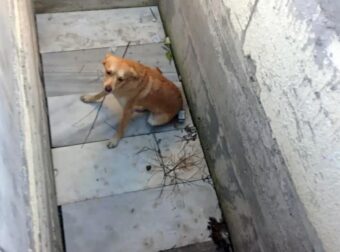 Σκύλος βρέθηκε μέσα σε ανοιχτό τάφο – «Ντροπή σας», ξεσπά ο άνδρας που τον έσωσε