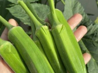 Μπάμιες: Πολλαπλά τα οφέλη τους για την υγεία, οι γιατροί αποκαλύπτουν