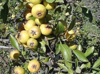 Αγριογκορτσιά: Το ξεχασμένο δέντρο που μεγάλωσε πολλές γενιές