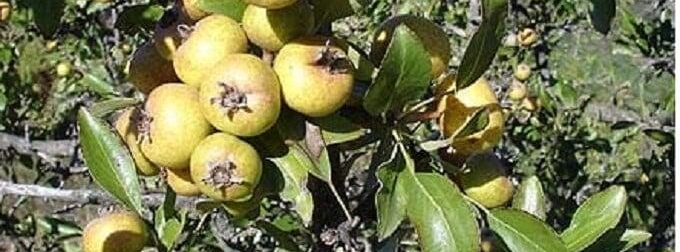 Αγριογκορτσιά: Το ξεχασμένο δέντρο που μεγάλωσε πολλές γενιές