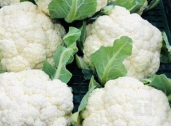 Γιατροί αποκαλύπτουν ότι η κατανάλωση κουνουπιδιού προκαλεί…