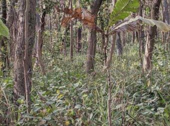 Έχετε όραση αετού αν μπορείτε να βρείτε την τίγρη στην εικόνα σε 22 δευτερόλεπτα