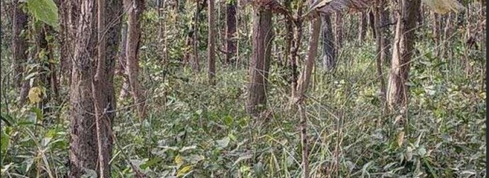 Έχετε όραση αετού αν μπορείτε να βρείτε την τίγρη στην εικόνα σε 22 δευτερόλεπτα